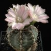 Gymnocalycium_bruchii_2